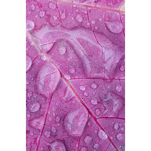 Canada, Quebec, Rain water on red maple leaf